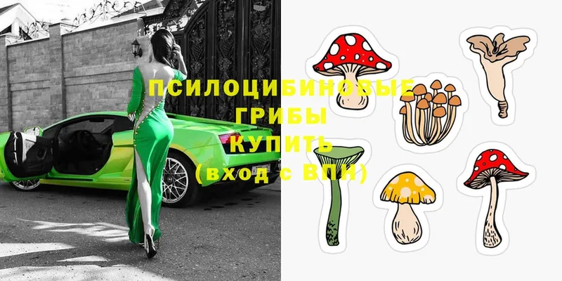 Псилоцибиновые грибы Psilocybe  omg ONION  Ермолино  купить наркоту 